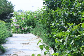 公园风景 