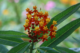 温室花草