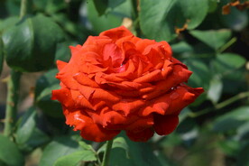 月季花 
