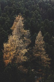 风景图片
