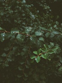 树叶素材
