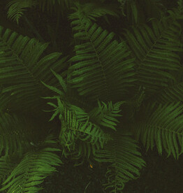 阙类植物叶子