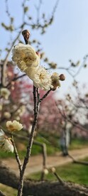 春梅