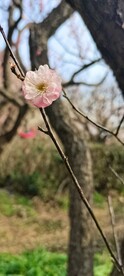 梅花 