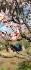 春梅