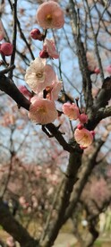 春梅