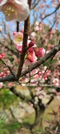 春梅