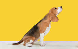 纯种犬 比格犬犬科 小狗