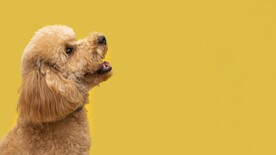 贵宾犬 贵妇犬 卷毛狗 泰迪