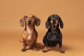 腊肠犬 宠物