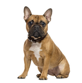 英国斗牛犬 