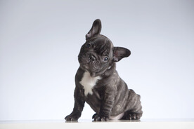 斗牛犬