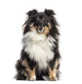 喜乐蒂 牧羊犬 高清 宠物