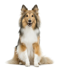 喜乐蒂牧羊犬