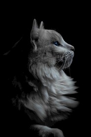 挪威森林猫