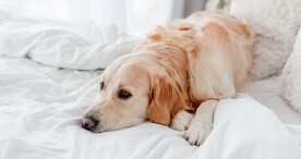金毛犬