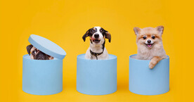杰克罗素犬 狗 宠物