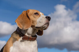 宠物狗 小狗 比格猎犬