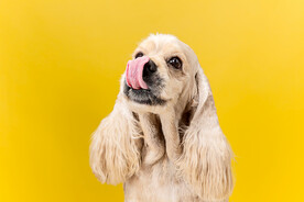 可卡犬 猎鹬犬 宠物