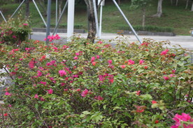 坪河公园