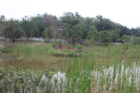 坪河公园