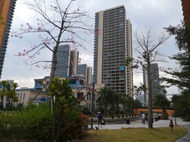 惠州黑排角