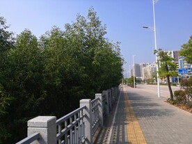 大亚湾红树林