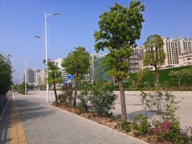 大亚湾红树林
