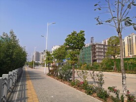 大亚湾红树林