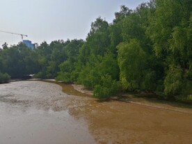 大亚湾红树林