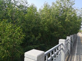 大亚湾红树林