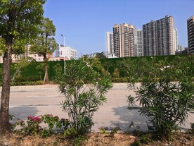 大亚湾红树林