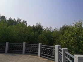 大亚湾红树林