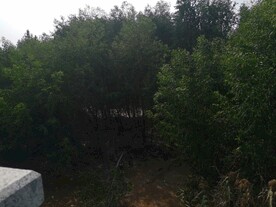 大亚湾红树林