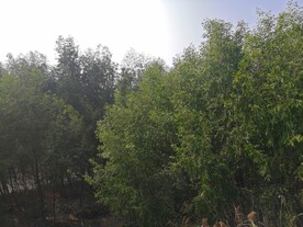 大亚湾红树林