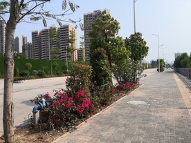 大亚湾红树林