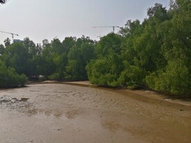 大亚湾红树林