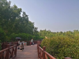 大亚湾红树林