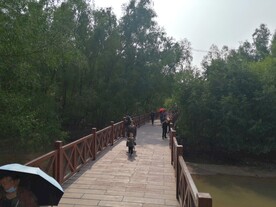 大亚湾红树林