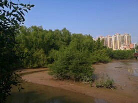 大亚湾红树林