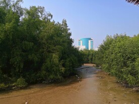 大亚湾红树林