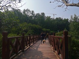大亚湾红树林