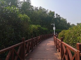大亚湾红树林