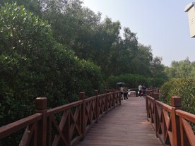 大亚湾红树林