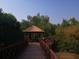 大亚湾红树林
