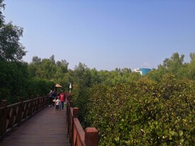 大亚湾红树林
