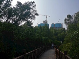 大亚湾红树林