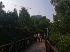 大亚湾红树林
