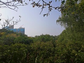 大亚湾红树林