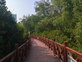 大亚湾红树林